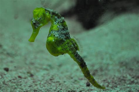 Zootografiando Mi ColecciÓn De Fotos De Animales Caballito De Mar CaribeÑo Longsnout