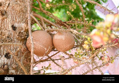 Cannonball Fruit On The Cannonball Tree With Flower Shorea Robusta