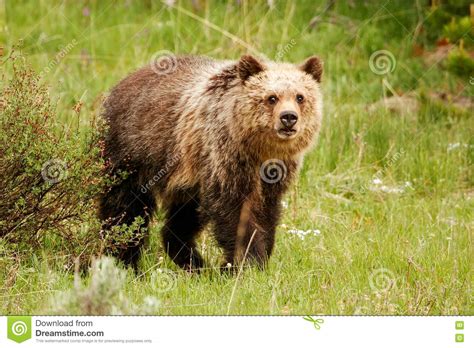 Young Grizzly Bear In Yellowstone National Park Wyoming Stock Image