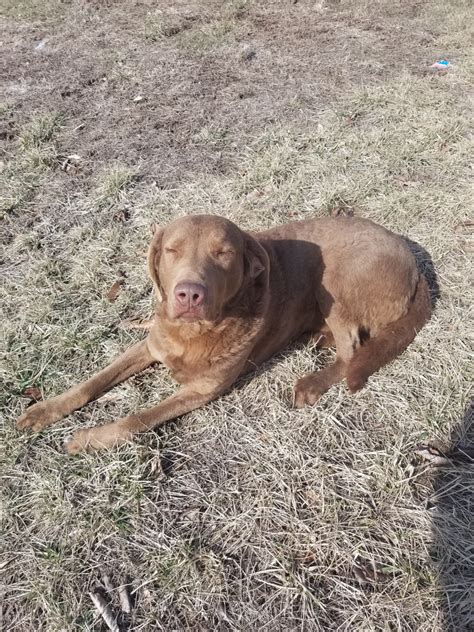 Dog training is much less about the teaching of commands and much more about how you live with your dog. Chesapeake Bay Retriever Puppies For Sale | Elkton, KY #269011