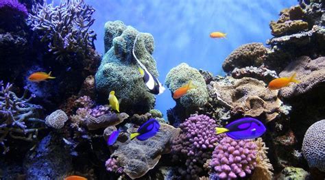 Will Sponges Bulldoze Coral Reefs Faster In An Acidic Ocean Envirobites