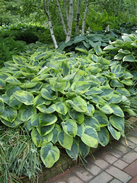 He left his wife and came back to seoul. What's Your Favorite Hosta? - Longfield Gardens