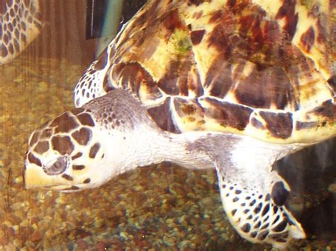 Unlike the other sea turtle species, hawksbill sea turtles have overlapping scutes (large scales) on their carapace (upper shell). Hawksbill Sea Turtle: WhoZoo