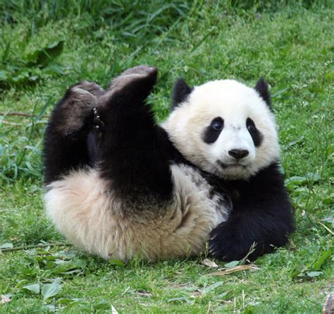 More Cute Pandas Pandas Photo 22122976 Fanpop