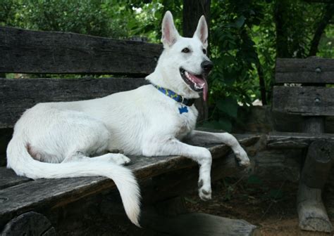 White German Shepherd Dog Names Popular Male And Female