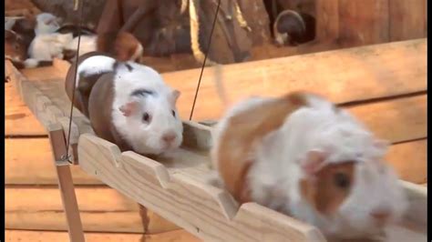 Guinea Pig Bridge At The Nagasaki Bio Park Song By Parry Gripp Youtube