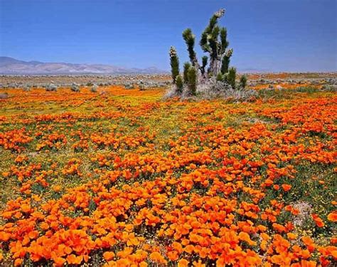 California Poppies Flowers Nature Desert Poppies Hd Wallpaper Peakpx