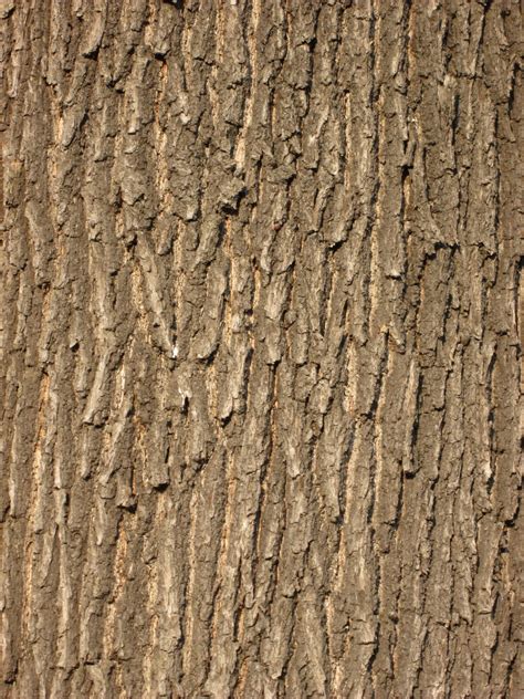 Free Images Forest Branch Structure Wood Texture Leaf Trunk