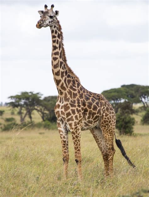 Giraffe In The Savanna Stock Photo Image Of Wild African 37247108