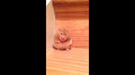 Hamster Falling Down A Stair Youtube