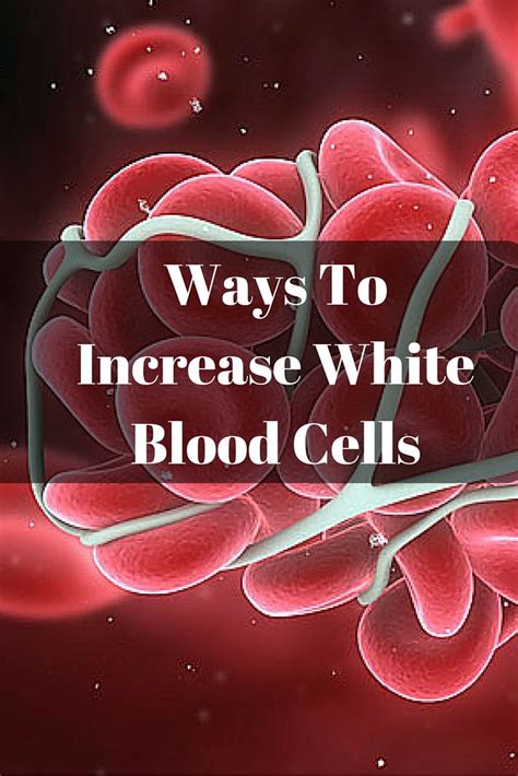 The 25 Best White Blood Cells Increase Ideas On Pinterest White