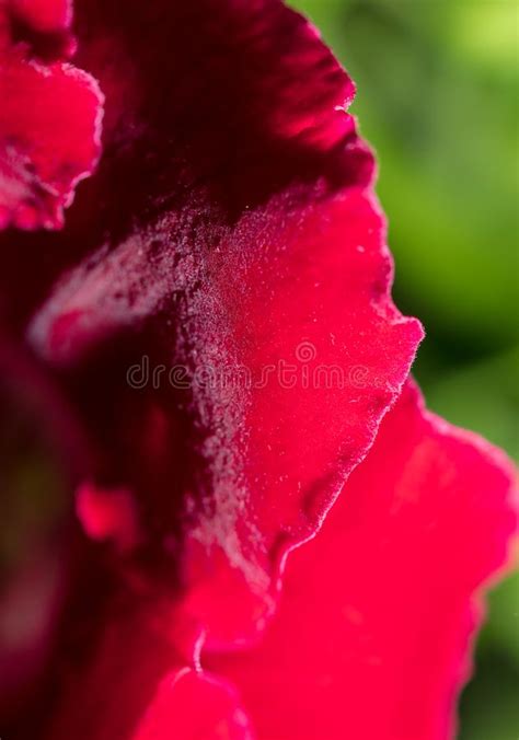 Beautiful Red Flower On Nature Macro Stock Photo Image Of Garden