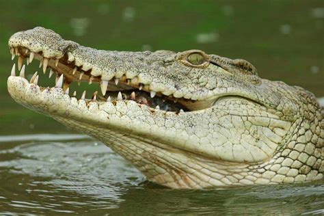 Pin By Iman Ahmed Naguib On Reptiles Crocodile Species Crocodile