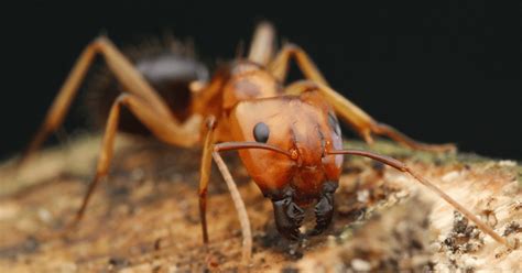 Signs Of Carpenter Ant Damage And How To Get Rid Of Them