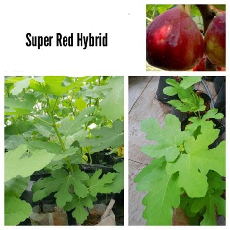 Di indonesia buah ini juga dikenal dengan sebiutan buah. Fig Tree, Super Red Hybrid Fig Tree, Pokok Tin, pokok tin ...