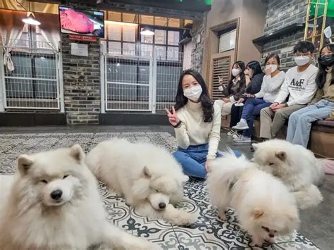 Samoyed Dog Cafe In Hongdae Travelling South Korea