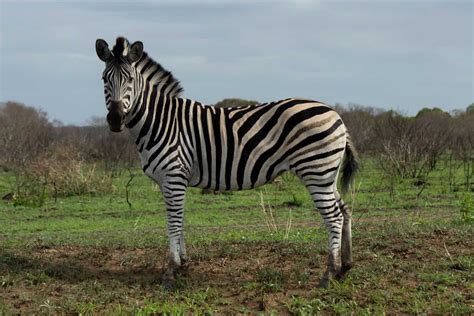 Plains Zebra Wildlife Vagabond