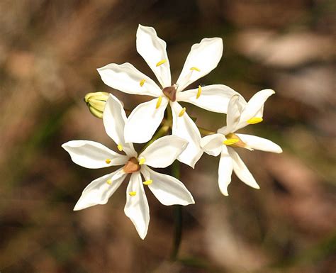 25 Beautiful Australian Wildflowers | Australian wildflowers, Australian flowers, Australian 