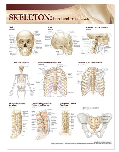 Atlas Of Anatomy Skeletal System Chart Head And Trunk Skeletal