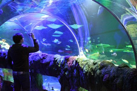 Mom Among Chaos Sea Life Michigan Aquarium Grand Opening
