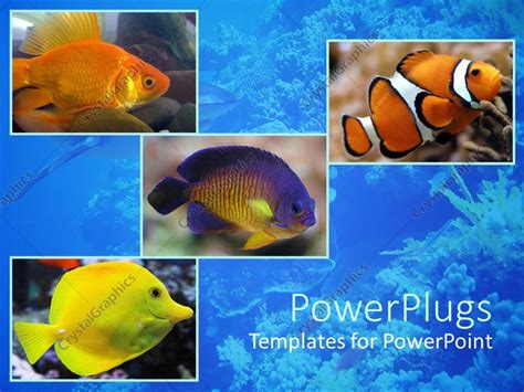 Powerpoint Template Aquatic Theme With Four Depictions Of Fishes In