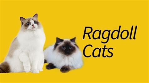 10 Interesting Ragdoll Cat Facts—limp Cat Youtube