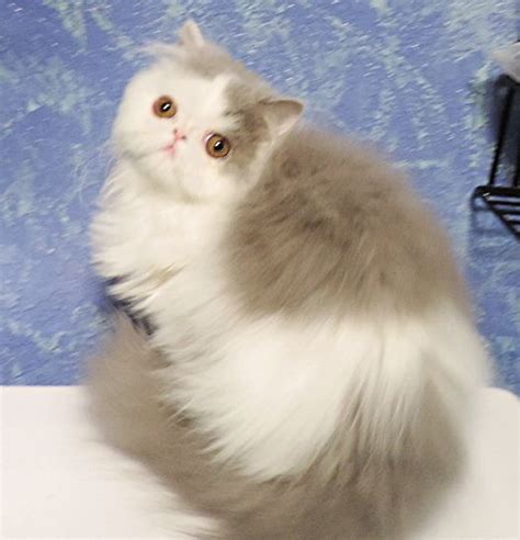 Pin On Exotic Longhair Cats