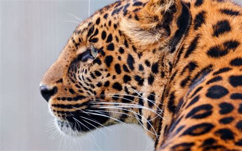 Wallpaper Leopard Face Speckled Predator Big Cat 1680x1050