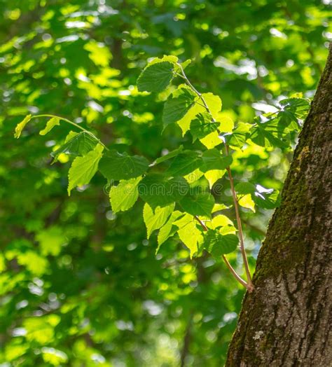 Green Leaves On An Oak Tree In A Park Stock Image Image Of Closeup