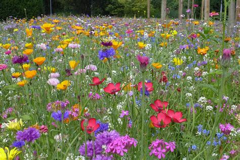 Hd Wallpaper Field Of Assorted Color And Breed Flower Field Flower