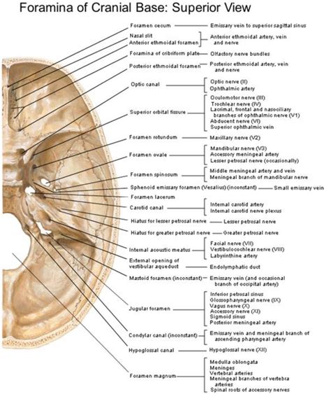 Inside Skull View Netter Anatomy Arteries Anatomy Medical Anatomy