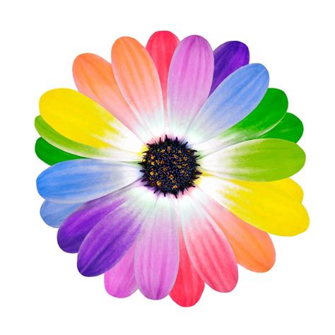 Rainbow Multi Colored Petals Of Daisy Flower Wall Mural Pixers We