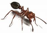 Pictures of Red Fire Ants