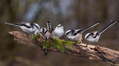 Bbc Earth Long Tailed Tits Flock Together To Survive Winter