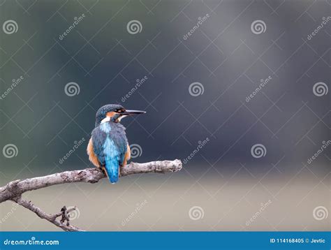 Kingfisher Bird On Branch Stock Image Image Of Hunter 114168405