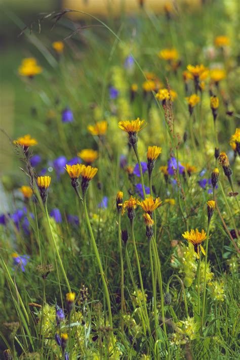 How To Plant A Wildflower Meadow In Your Garden Try This Alternative