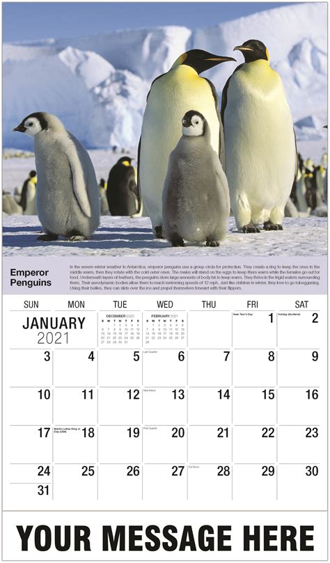 They make their breeding colonies usually in the regions where icebergs and ice cliffs are present probably to protect themselves from the strong winter winds. International Wildlife Business Promo Calendar | 2021 ...
