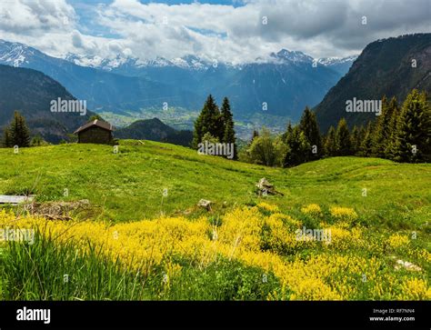 Summer Alps Mountain Landscape With Yellow Wild Flowers On Grassland