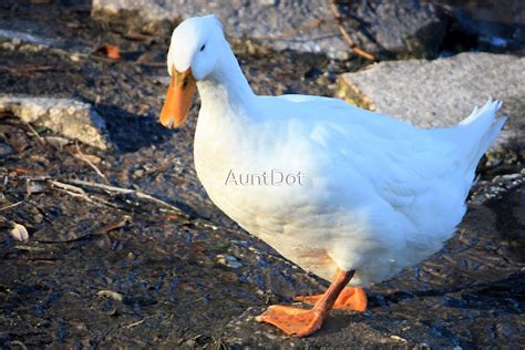 Fat White Duck By Auntdot Redbubble