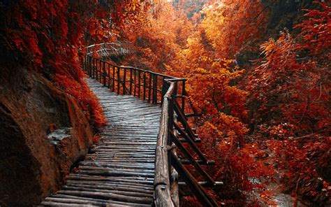 Nature Landscape River Forest Fall Walkway Path Trees Leaves Wallpaper