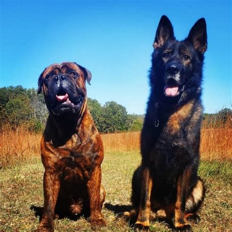 We searched long and hard for our beautiful akc german shepherd dogs. Blueprint K9, German Shepherd Dog Breeder in Mountain ...