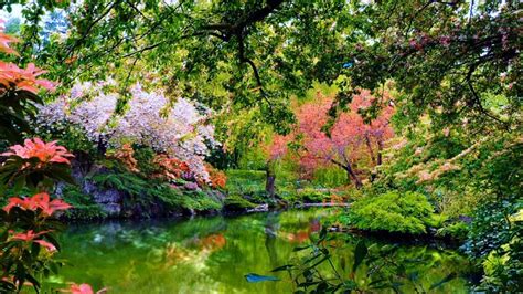 lake between beautiful colorful flowers garden with reflection 4k hd nature wallpapers hd