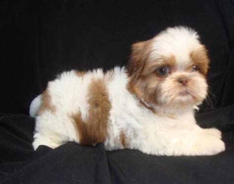 Find out the most common reasons kids vomit with no fever. Adorable 10 Week Old Shih-Tzu Puppy for Sale in Muscatine ...