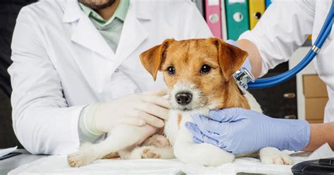 Vétérinaire Tout Savoir Sur Le Médecin Des Animaux