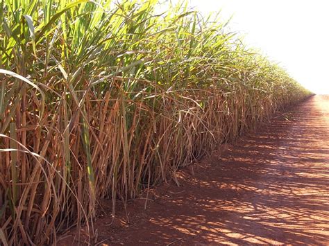 Versatilidade Da Cana De Açúcar Contribui Para A Sustentabilidade Do