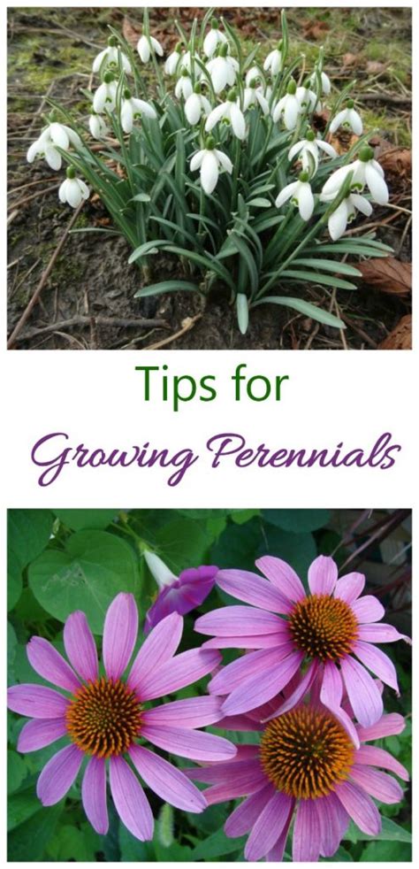 Growing Perennials How To Grow Perennial Plants The Gardening Cook