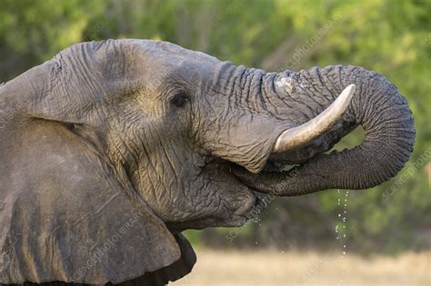 African Elephant Drinking Stock Image C0545330 Science Photo Library