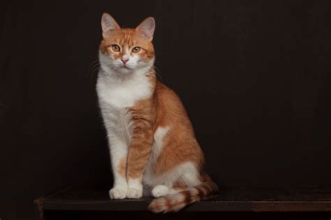 Red Cat In 2020 Cat Photography Cats Red Cat