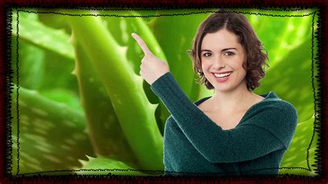 Taking 1 gram a day of aloe latex for several days can cause kidney damage and might be fatal. How To Apply Aloe Vera Gel On Face ⭐ What Is Aloe Vera ...