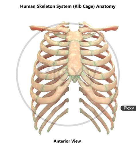 Rib Cage Of Human Body Thoracic Cage Anatomy Body Human Art Print